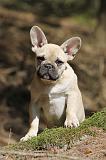 BOULEDOGUE FRANCAIS 550